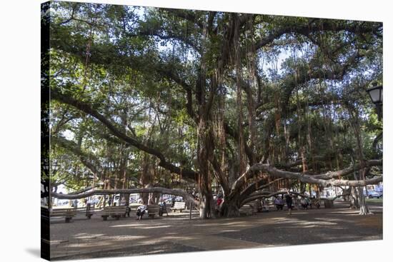 Banyan Tree, Lahaina, Maui, Hawaii, United States of America, Pacific-Rolf Richardson-Stretched Canvas