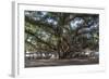 Banyan Tree, Lahaina, Maui, Hawaii, United States of America, Pacific-Rolf Richardson-Framed Premium Photographic Print