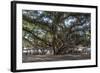 Banyan Tree, Lahaina, Maui, Hawaii, United States of America, Pacific-Rolf Richardson-Framed Premium Photographic Print