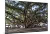 Banyan Tree, Lahaina, Maui, Hawaii, United States of America, Pacific-Rolf Richardson-Mounted Premium Photographic Print