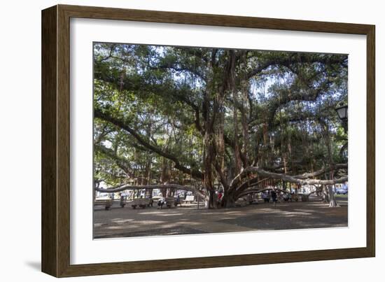 Banyan Tree, Lahaina, Maui, Hawaii, United States of America, Pacific-Rolf Richardson-Framed Photographic Print