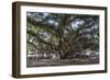 Banyan Tree, Lahaina, Maui, Hawaii, United States of America, Pacific-Rolf Richardson-Framed Photographic Print
