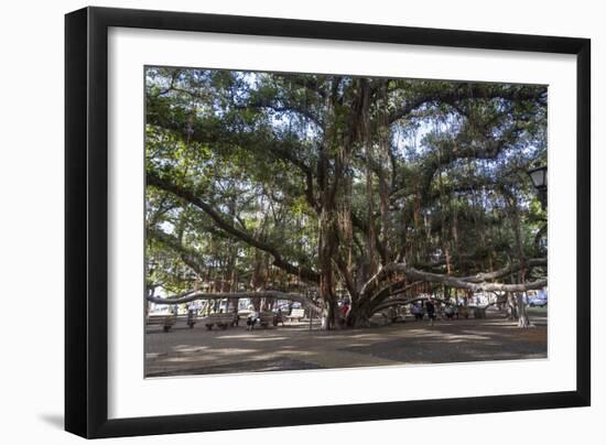 Banyan Tree, Lahaina, Maui, Hawaii, United States of America, Pacific-Rolf Richardson-Framed Photographic Print