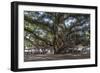 Banyan Tree, Lahaina, Maui, Hawaii, United States of America, Pacific-Rolf Richardson-Framed Photographic Print