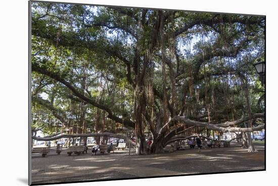 Banyan Tree, Lahaina, Maui, Hawaii, United States of America, Pacific-Rolf Richardson-Mounted Photographic Print