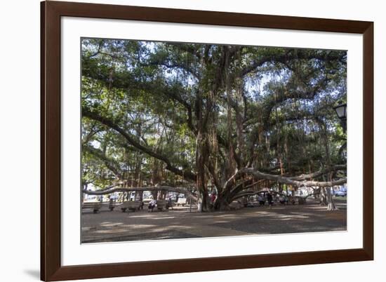 Banyan Tree, Lahaina, Maui, Hawaii, United States of America, Pacific-Rolf Richardson-Framed Photographic Print