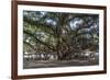 Banyan Tree, Lahaina, Maui, Hawaii, United States of America, Pacific-Rolf Richardson-Framed Photographic Print