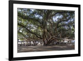 Banyan Tree, Lahaina, Maui, Hawaii, United States of America, Pacific-Rolf Richardson-Framed Photographic Print