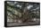 Banyan Tree, Lahaina, Maui, Hawaii, United States of America, Pacific-Rolf Richardson-Framed Stretched Canvas