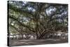 Banyan Tree, Lahaina, Maui, Hawaii, United States of America, Pacific-Rolf Richardson-Stretched Canvas