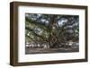 Banyan Tree, Lahaina, Maui, Hawaii, United States of America, Pacific-Rolf Richardson-Framed Premium Photographic Print