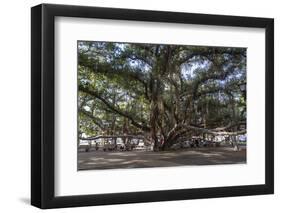 Banyan Tree, Lahaina, Maui, Hawaii, United States of America, Pacific-Rolf Richardson-Framed Premium Photographic Print