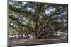 Banyan Tree, Lahaina, Maui, Hawaii, United States of America, Pacific-Rolf Richardson-Mounted Premium Photographic Print