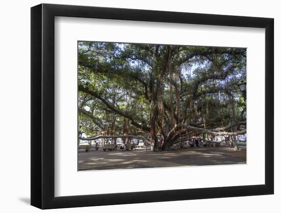 Banyan Tree, Lahaina, Maui, Hawaii, United States of America, Pacific-Rolf Richardson-Framed Photographic Print