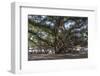 Banyan Tree, Lahaina, Maui, Hawaii, United States of America, Pacific-Rolf Richardson-Framed Photographic Print