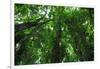 Banyan Trees near rainbow Falls, Wailuku River State Park Hilo, Big Island, Hawaii, USA-Stuart Westmorland-Framed Photographic Print