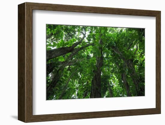 Banyan Trees near rainbow Falls, Wailuku River State Park Hilo, Big Island, Hawaii, USA-Stuart Westmorland-Framed Photographic Print