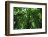 Banyan Trees near rainbow Falls, Wailuku River State Park Hilo, Big Island, Hawaii, USA-Stuart Westmorland-Framed Photographic Print