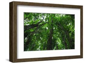 Banyan Trees near rainbow Falls, Wailuku River State Park Hilo, Big Island, Hawaii, USA-Stuart Westmorland-Framed Photographic Print