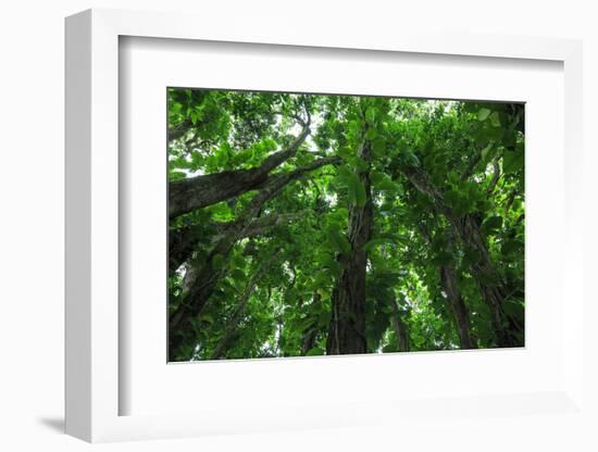 Banyan Trees near rainbow Falls, Wailuku River State Park Hilo, Big Island, Hawaii, USA-Stuart Westmorland-Framed Photographic Print