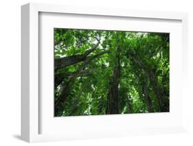 Banyan Trees near rainbow Falls, Wailuku River State Park Hilo, Big Island, Hawaii, USA-Stuart Westmorland-Framed Photographic Print