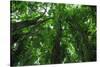 Banyan Trees near rainbow Falls, Wailuku River State Park Hilo, Big Island, Hawaii, USA-Stuart Westmorland-Stretched Canvas