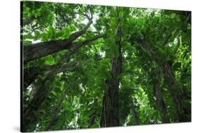 Banyan Trees near rainbow Falls, Wailuku River State Park Hilo, Big Island, Hawaii, USA-Stuart Westmorland-Stretched Canvas