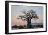 Baobab (Adansonia digitata) at sunrise, Ruaha National Park, Tanzania, East Africa, Africa-James Hager-Framed Photographic Print