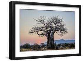 Baobab (Adansonia digitata) at sunrise, Ruaha National Park, Tanzania, East Africa, Africa-James Hager-Framed Photographic Print