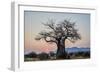 Baobab (Adansonia digitata) at sunrise, Ruaha National Park, Tanzania, East Africa, Africa-James Hager-Framed Photographic Print