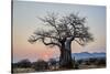 Baobab (Adansonia digitata) at sunrise, Ruaha National Park, Tanzania, East Africa, Africa-James Hager-Stretched Canvas