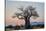 Baobab (Adansonia digitata) at sunrise, Ruaha National Park, Tanzania, East Africa, Africa-James Hager-Stretched Canvas