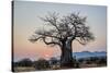 Baobab (Adansonia digitata) at sunrise, Ruaha National Park, Tanzania, East Africa, Africa-James Hager-Stretched Canvas