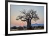 Baobab (Adansonia digitata) at sunrise, Ruaha National Park, Tanzania, East Africa, Africa-James Hager-Framed Photographic Print