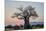 Baobab (Adansonia digitata) at sunrise, Ruaha National Park, Tanzania, East Africa, Africa-James Hager-Mounted Photographic Print