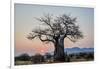 Baobab (Adansonia digitata) at sunrise, Ruaha National Park, Tanzania, East Africa, Africa-James Hager-Framed Photographic Print