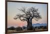 Baobab (Adansonia digitata) at sunrise, Ruaha National Park, Tanzania, East Africa, Africa-James Hager-Framed Photographic Print