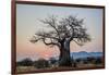 Baobab (Adansonia digitata) at sunrise, Ruaha National Park, Tanzania, East Africa, Africa-James Hager-Framed Photographic Print