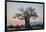 Baobab (Adansonia digitata) at sunrise, Ruaha National Park, Tanzania, East Africa, Africa-James Hager-Framed Photographic Print