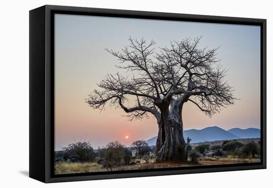 Baobab (Adansonia digitata) at sunrise, Ruaha National Park, Tanzania, East Africa, Africa-James Hager-Framed Stretched Canvas