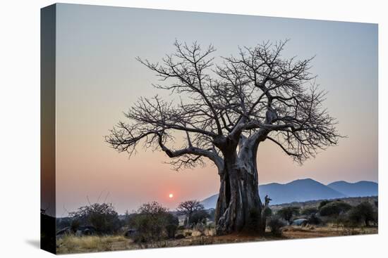 Baobab (Adansonia digitata) at sunrise, Ruaha National Park, Tanzania, East Africa, Africa-James Hager-Stretched Canvas