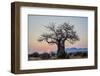 Baobab (Adansonia digitata) at sunrise, Ruaha National Park, Tanzania, East Africa, Africa-James Hager-Framed Photographic Print