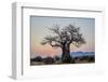 Baobab (Adansonia digitata) at sunrise, Ruaha National Park, Tanzania, East Africa, Africa-James Hager-Framed Photographic Print