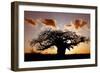 Baobab (Adansonia digitata) habit, silhouetted at sunset, South Africa-Martin Withers-Framed Photographic Print