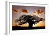 Baobab (Adansonia digitata) habit, silhouetted at sunset, South Africa-Martin Withers-Framed Photographic Print