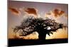 Baobab (Adansonia digitata) habit, silhouetted at sunset, South Africa-Martin Withers-Mounted Photographic Print