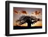 Baobab (Adansonia digitata) habit, silhouetted at sunset, South Africa-Martin Withers-Framed Photographic Print