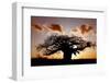 Baobab (Adansonia digitata) habit, silhouetted at sunset, South Africa-Martin Withers-Framed Photographic Print