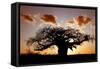 Baobab (Adansonia digitata) habit, silhouetted at sunset, South Africa-Martin Withers-Framed Stretched Canvas