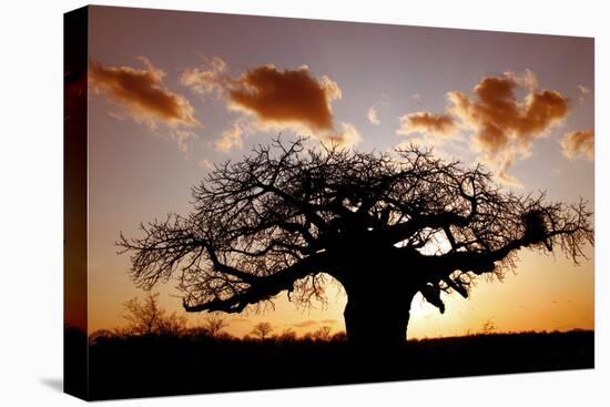 Baobab (Adansonia digitata) habit, silhouetted at sunset, South Africa-Martin Withers-Stretched Canvas